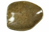 Polished Fossil Coral (Actinocyathus) Dish - Morocco #289010-1